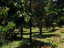 ขายที่ดิน - เสนอขายสวนผสมมีทุเรียนและมังคุด เนื้อที่ 22 ไร่ พิกัดตะเคียนทอง อำเภอเขาคิชฌกูฎ จันทบุรี