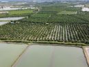 ขายที่ดิน - ขายที่ดินสวย มีอนาคต สวนมะม่วง 34-3-59 ไร่ คลองสิบห้าวา ตำบลดอนยายหอม อำเภอเมือง นครปฐม