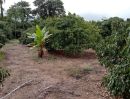 ขายที่ดิน - เสนอขายสวนผสมทุเรียน มังคุด ลำไย ติดคลองธรรมชาติ เนื้อที่ 34 ไร่ วังแซ้ม อำเภอมะขาม จันทบุรี