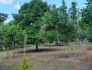 ขายที่ดิน - เสนอขายสวนผสมทุเรียนและมังคุดพร้อมบ้าน เนื้อที่ 2 ไร่กว่าๆ คลองพลู อำเภอเขาคิชฌกูฎ จันทบุรี
