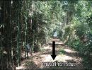 ขายที่ดิน - ที่ดินติดแม่น้ำจันทบุรี 7ไร่2งาน ผลไม้เต็มสวน ลมเย็นสบาย(วีดีโอพาชม)