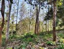 ขายที่ดิน - ขายถูกสวนไม้สักอายุ15ปี ใกล้ภูทับเบิก เนื้อที่ 19ไร่ ขายไร่ละ1.2แสน ต.วังบาล อ.หล่มเก่า