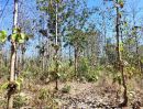 ขายที่ดิน - ขายถูกสวนไม้สักอายุ15ปี ใกล้ภูทับเบิก เนื้อที่ 19ไร่ ขายไร่ละ1.2แสน ต.วังบาล อ.หล่มเก่า