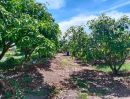 ขายที่ดิน - ขาย สวนมะม่วง พร้อมบ้านเดี่ยว มะะม่วงสวยพร้อม เก็บผลผลิต ใกล้ชุมชน