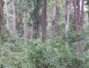 ขายที่ดิน - ขายที่ดินมี​โฉนด​ พร้อมสวนป่า​ไม้ธรรมชาติ​จำนวน 129 ไร่​ อ.หันคา จ.ชัยนาท