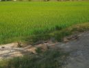 ขายที่ดิน - ขายด่วน ที่ดินโฉนด 21ไร่ รูปที่ดินสวยมาก สุพรรณบุรี