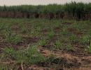 ขายที่ดิน - ขายด่วน ที่ดิน น.ส.4จ 22 ไร่เศษ เหมาะทำสวนเกษตร บ้านตากอากาศ กาญจนบุรี