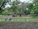 ขายที่ดิน - ขายที่สวนลำใยพร้อมบ้านและบ่อน้ำ ทำสวน หนองตองหางดงราคาถูก