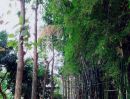 ขายบ้าน - ขายบ้านสวนทรงไทยพร้อมผลไม้นานาชนิด สันป่าตองราคาถูก