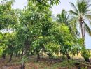 ขายที่ดิน - ขายบ้านพร้อมสวนมะม่วง ขนาด 4 ไร่ 3 งาน 2 ตรว 3ล้าน 6 แสน