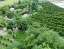 ขายที่ดิน - ขายสวนส้มฝางพร้อมบ่อน้ำวิวดอยพร้อมผลผลิต เอกสาร สปก ราคาน่าลงทุน