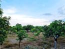 ขายที่ดิน - สวนมะม่วงวิวสวยทำเลดีแม่แฝกสันทรายเชียงใหม่ (ตรว.ละ 3,750)