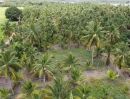 ขายที่ดิน - ขายสวนมะพร้าวน้ำหอม ติดคลอง เนื้อที่ 12 ไร่ 3 งาน 64 ตารางวา ยกแปลง 6.2 ล้านบาท