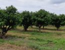ขายที่ดิน - ขายสวนมะม่วงน้ำดอกไม้สีทอง อ.ปากท่อ จ.ราชบุรี กรุงเทพมหานครเพียง 80 กม. ใกล้ถนนเพชรเกษม