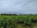 ขายที่ดิน - ขายที่ดินติดลำห้วย ด่านมะขามเตี้ย กาญจนบุรี 10 ไร่ ใกล้แหล่งชุมชน เหมาะทำการเกษตร ซื้อเก็บไว้