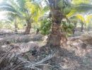 ขายที่ดิน - ที่ดิน7ไร่2งานพร้อมต้นมะพร้าวอายุ3ปี ระบบน้ำ ไฟฟ้า เข้าถึง