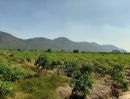 ขายที่ดิน - ขายที่ดินแปลงสวย ที่ดินจัดสรร สวนเกษตร อำเภอเลาขวัญ จังหวัดกาญจนบุรี