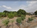 ขายที่ดิน - ขายที่ดินบ้านสวน 5 ไร่ ติดถนนคอนกรีต 2 ด้าน ใกล้ถนนบายพาส(361) - 450 เมตร เมืองชลบุรี ชลบุรี
