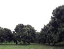 ขายที่ดิน - For sale‼️ ขายที่ดิน สวนลำใย มะม่วง ต้นสัก 122-3-11 ไร่ ใกล้วัดพระพุทธบาทตากผ้า จ.ลำพูน