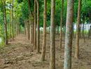 ขายที่ดิน - ที่ดินแม่ริม ปลูกไม้ป่าเศรษฐกิจ ไม้มะฮอกกานี ไม้สัก อ.แม่ริม เชียงใหม่