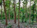 ขายที่ดิน - ขายด่วน ขายถูก ที่ดินสวนป่าสัก พร้อมต้นสัก อายุ 19 ปี 300 ต้น
