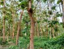 ขายที่ดิน - ขายด่วน ขายถูก ที่ดินสวนป่าสัก พร้อมต้นสัก อายุ 19 ปี 300 ต้น