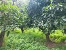 ขายที่ดิน - ขายที่ดินหนองเหียง 4 ไร่ พร้อมสวนมะม่วง ใกล้ถนนเส้นสัตหีบ - พนมสารคาม(331) - 7.3 กม. อ.พนัสนิคม จ.ชลบุรี