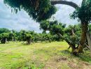 ขายที่ดิน - ขายที่ดิน ติดแม่น้ำปิงเส้นใหญ่ ปลูกต้นไม้ผล มากกว่า 500 ต้น โซนเหมืองแก้ว แม่ริม เชียงใหม่