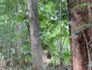 ขายที่ดิน - ขายที่ดินมีโฉนดลพบุรีราคาถูกติดทางหลวงพร้อมสวนป่าสักอายุ 22 ปี