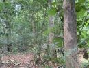 ขายที่ดิน - ขายที่ดินมีโฉนดลพบุรีราคาถูกติดทางหลวงพร้อมสวนป่าสักอายุ 22 ปี