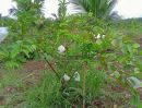 ขายที่ดิน - ขายสวนผลไม้ 64 ไร่ อ.วิเชียรบุรี จ.เพชรบูรณ์ ปลูกมะพร้าวน้ำหอม, มะละกอฮอนแลน ทุเรียนหมอนทอง ฯลฯ