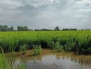 ขายที่ดิน - ขายที่ดิน (ที่นา) คู้ลำพัน ปราจีนบุรี ใกล้แหล่งน้ำ เหมาะทำการเกษตร A64345