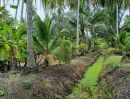 ขายที่ดิน - ขายที่ดินสวนมะพร้าว 5 ไร่ ตำบลตาหลวง อำเภอดำเนินสะดวก จังหวัดราชบุรี ราคา 5,000,000 บาท