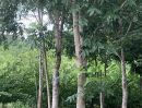 ขายที่ดิน - ขายที่ดินทำเลสวย 120 ไร่ ติดแม่น้ำพาชี 350 เมตร มีบ้านหลายหลัง พร้อมทำรีสอร์ทได้ มีต้นยางพารากรีดได้ 2000 ต้น
