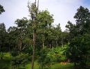ขายที่ดิน - ขายที่ดินแปลงสวย3ไร่1งาน ที่ครอบครองอีก1ไร่ วิวเขา มีต้นไม้ใหญ่ให้ความร่มรื่น ที่ตั้งต.ป่าเมี่ยง อ.ดอยสะเก็ด จ.เชียงใหม่