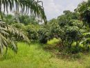 ขายที่ดิน - ที่ดิน พร้อมสวนปาล์ม สำใย 20ไร่3งาน ขายถูกไร่ละ 1ล้านบาท หนองใหญ่ ชลบุรี