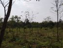 ขายที่ดิน - ขายสวนเกษตรและไม้ยืนต้นพร้อมบ้านเรือนไทย 26 ไร่ รอบๆ เมือง อ.พิบูลมังสาหาร จ.อุบลราชธานี เหมาะกับบรรยากาศบ้านสวน ชอบปลูกป่า ทำรีสอร์ หรือบ้านจัดสรรค์ด