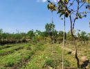ขายที่ดิน - ขายที่สวนป่า ตรว.ละ 822 บาท ฟากห้วย อรัญฯ บ้าน บ่อ ไม้เศรษฐกิจมากกว่า 1000 ต้น ปลูกมาเกิน 5 ปี