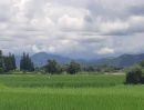 ขายที่ดิน - ขายที่นาติดถนนลาดยางบ้านสันโป่งแม่ริมวิวดอยโฉนดพร้อมโอน