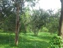 ขายที่ดิน - ขายที่ดิน ภบท.5 สวนส้มโอ40ไร่ มีบ่อน้ำสำหรับทำการเกษตร ใกล้ชุมชน