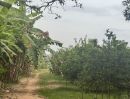 ขายที่ดิน - ที่ดินสวนมะนาว 200 กว่าต้น กำลังเก็บผลผลิตทุกต้น ติดถนนลาดยาง ติดลำห้วย
