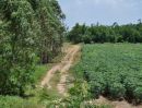 ขายที่ดิน - ขายที่ดิน ลาดตะเคียน ใกล้นิคม304 เหมาะสำหรับทำบ้านจัดสรร การเกษตร