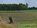 ขายที่ดิน - ขายที่ดิน ลาดตะเคียน ใกล้นิคม304 เหมาะสำหรับทำบ้านจัดสรร การเกษตร