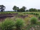 ขายที่ดิน - ขายที่ดินบ้านสวน วิถีอินทรีย์ 22 ไร่ พืชผักไม้ผล สร้างรายได้ โคกสำโรง ลพบุรี