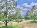 ขายที่ดิน - สวนทุเรียน ดินดี ระบบน้ำพร้อม ต้นสมบูรณ์ 70 ไร่กว่า ๆ อายุ 7 ปี ผลผลิตดี คุณภาพ ท่าใหม่ จันทบุรี
