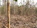ขายที่ดิน - ขายที่ดินพร้อมต้นไม้สัก 2000 ต้น เชียงคาน โฉนดครุฑแดง