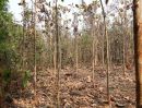 ขายที่ดิน - ขายที่ดินพร้อมต้นไม้สัก 2000 ต้น เชียงคาน โฉนดครุฑแดง