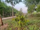 ขายที่ดิน - สวนผสมทุเรียนและยางพารา 26 ไร่ ทองผาภูมิ จังหวัดกาญจนบุรี