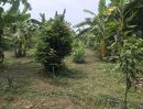 ขายที่ดิน - ที่ดินโฉนดพร้อมบ้าน 2 ไร่ มีสวนผสม มะม่วง ชมพู่ กล้วย ขนุน ล้อมรั้วแล้ว มีเพื่อนบ้าน