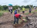 ขายที่ดิน - ขายที่ดิน คลอง14 เงินผ่อน เริ่ม 200 ตรว. หนองเสือ ปทุมธานี